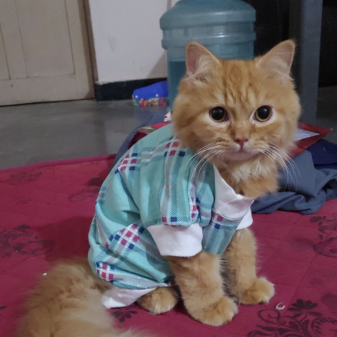 image of an orange cat wearing a blue shirt